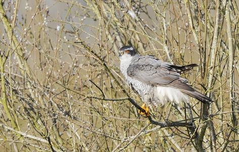 Duehøg (Accipiter gentilis)