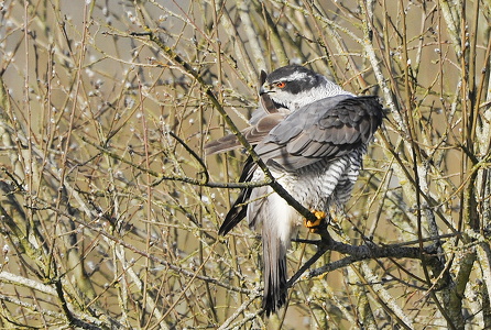 Duehøg (Accipiter gentilis)
