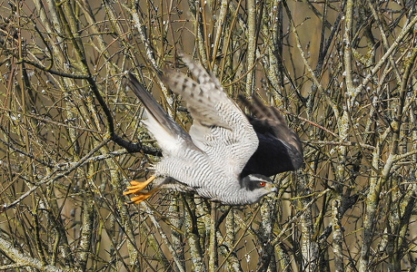 Duehøg (Accipiter gentilis)