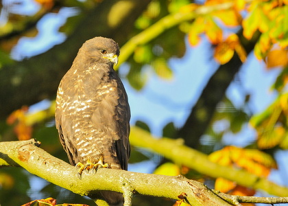 Musvåge (Buteo buteo)