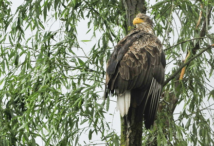 Havørn (Buteo lagopus)