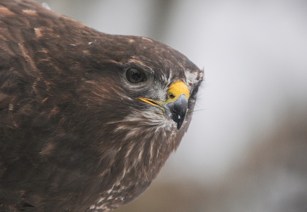 Musvåge (Buteo buteo)