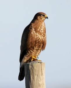 Musvåge (Buteo buteo)