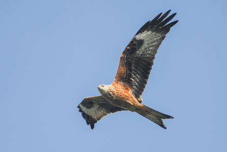 Rød glente (Milvus milvus)