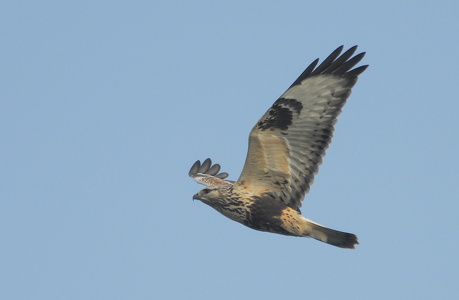 Fjeldvåge (Buteo lagopus)