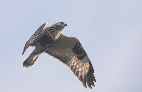 Fjeldvåge (Buteo lagopus)