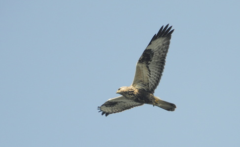 Fjeldvåge (Buteo lagopus)