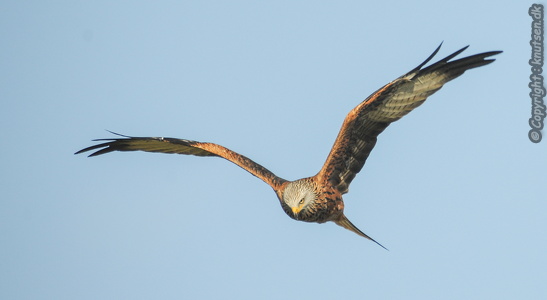 Rød glente (Milvus milvus)