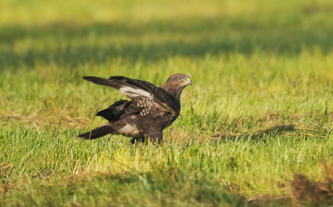 Musvåge (Buteo buteo)