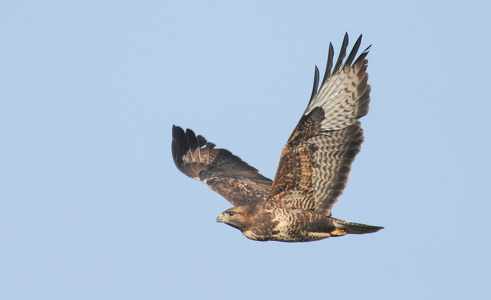 Musvåge (Buteo buteo)
