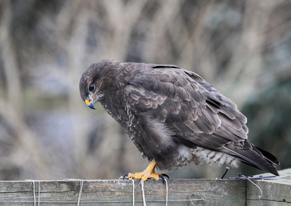 Musvåge (Buteo buteo)