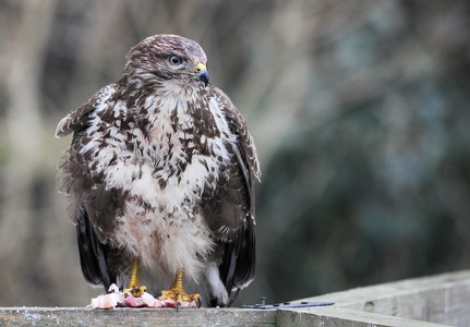 Musvåge (Buteo buteo)