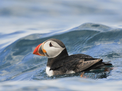  Lunde (Fratercula arctica)