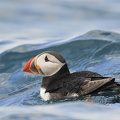  Lunde (Fratercula arctica)