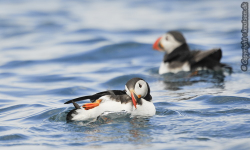  Lunde (Fratercula arctica)