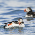  Lunde (Fratercula arctica)