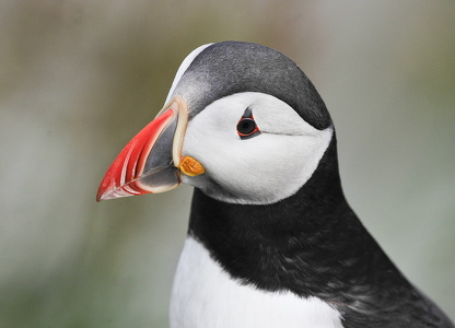  Lunde (Fratercula arctica)