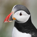  Lunde (Fratercula arctica)