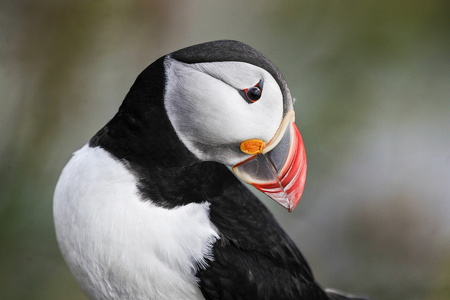 Lunde (Fratercula arctica)