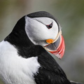  Lunde (Fratercula arctica)