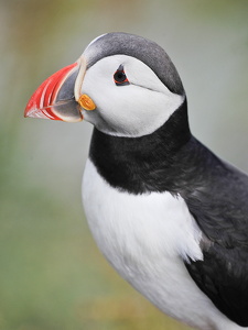  Lunde (Fratercula arctica)