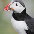  Lunde (Fratercula arctica)