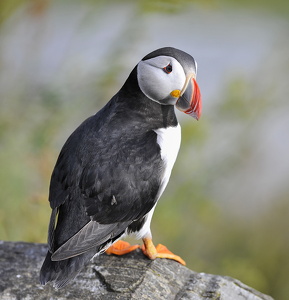  Lunde (Fratercula arctica)