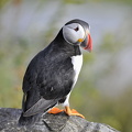  Lunde (Fratercula arctica)