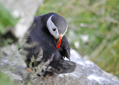  Lunde (Fratercula arctica)