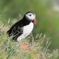  Lunde (Fratercula arctica)