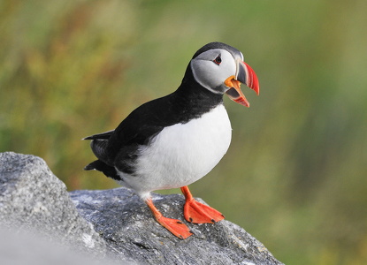 Lunde (Fratercula arctica)
