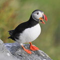 Lunde (Fratercula arctica)
