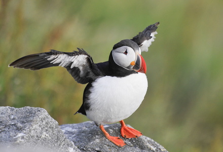  Lunde (Fratercula arctica)