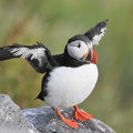  Lunde (Fratercula arctica)