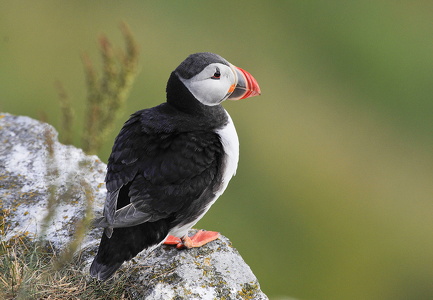 Lunde (Fratercula arctica)