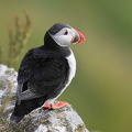 Lunde (Fratercula arctica)