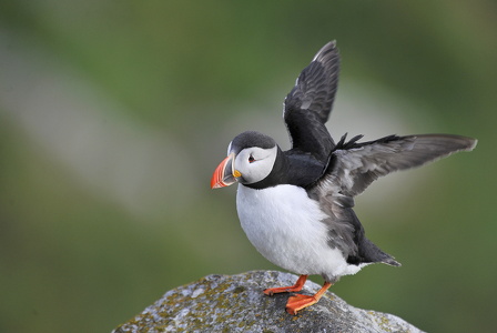 Lunde (Fratercula arctica)