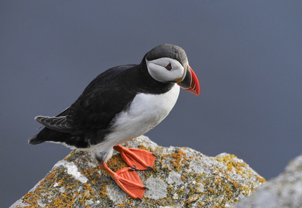  Lunde (Fratercula arctica)