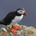  Lunde (Fratercula arctica)