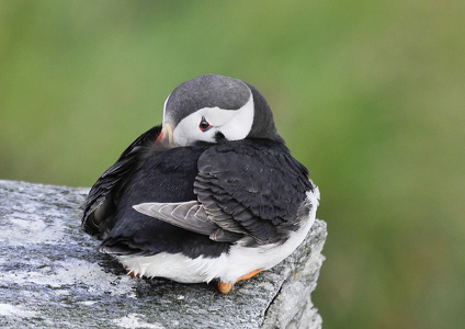 Lunde (Fratercula arctica)