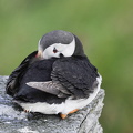 Lunde (Fratercula arctica)