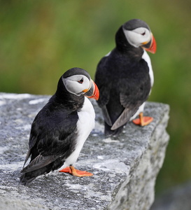 Lunde (Fratercula arctica)