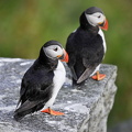 Lunde (Fratercula arctica)