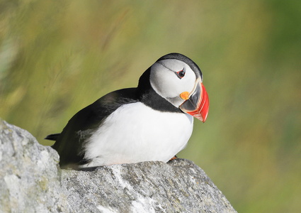 Lunde (Fratercula arctica)