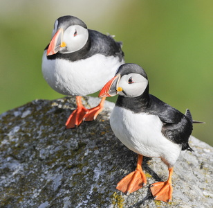Lunde (Fratercula arctica)