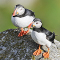 Lunde (Fratercula arctica)