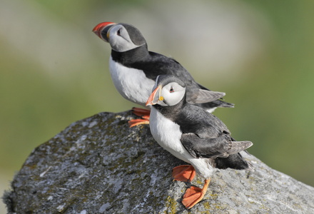 Lunde (Fratercula arctica)