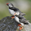 Lunde (Fratercula arctica)