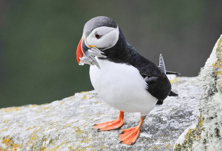 Lunde (Fratercula arctica)