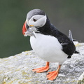 Lunde (Fratercula arctica)